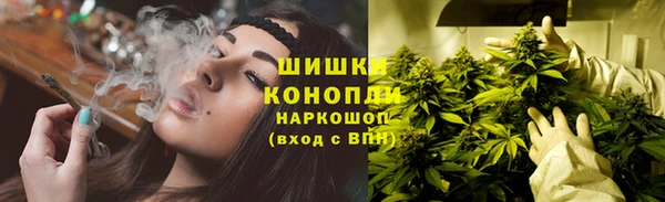 сатива Беломорск